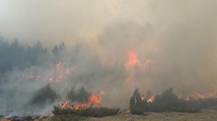 Federalno tužilaštvo - Hitno otkrivanje počinilaca izazivanja šumskih požara