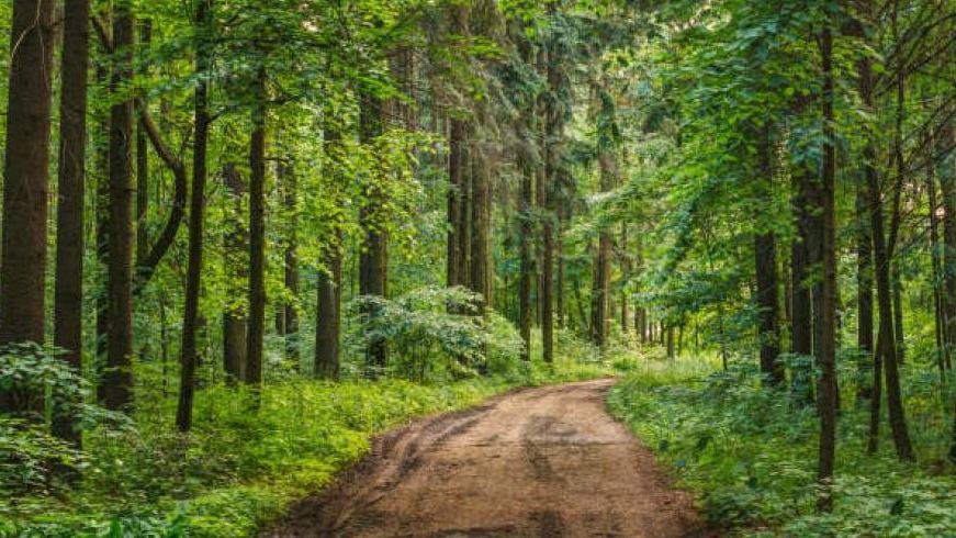 Sutra se obilježava Svjetski dan šuma: Podsjećanje na nedovoljnu brigu o njima