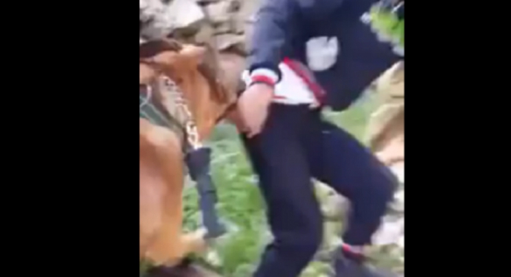 Uznemirujući snimci: Izraelski vojnici pustili krvoločne pse na dječaka (VIDEO)