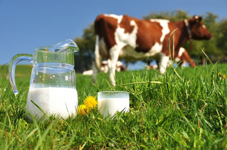 Mljekari apeluju na bh. potrošače da kupuju domaće mlijeko