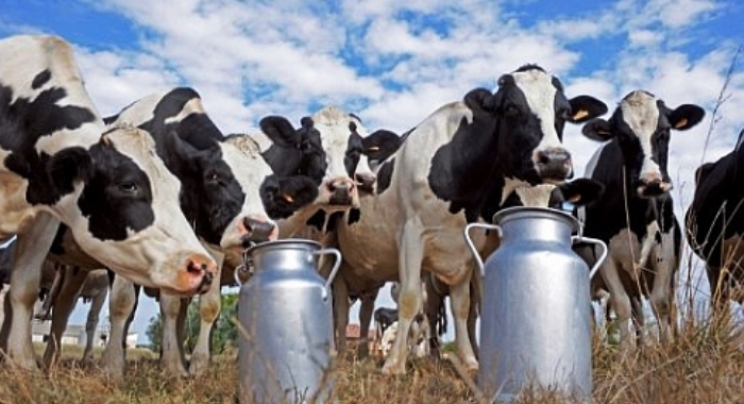 BiH odobren izvoz tehnički obrađenog mlijeka i mliječnih proizvoda u Evropsku uniju