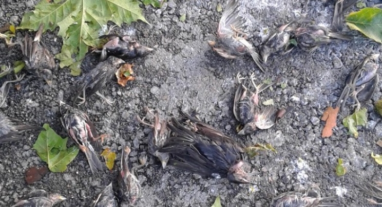 U Čapljini zabilježeno masovno stradanje ptica