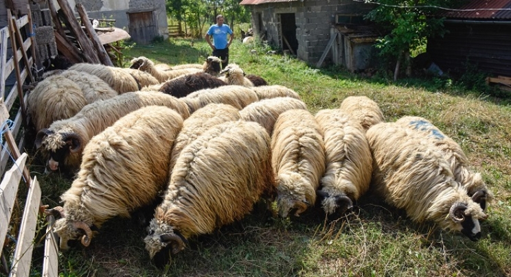 Uzgoj i prodaja kurbana višedecenijska tradicija porodice Čomor iz Lukomira