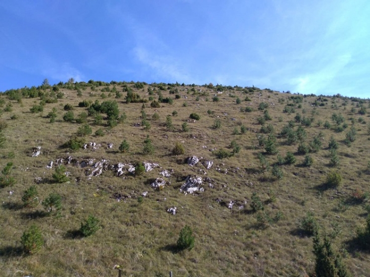 Briga o prirodi: Na Bjelašnici pošumljeno 165 hektara površine