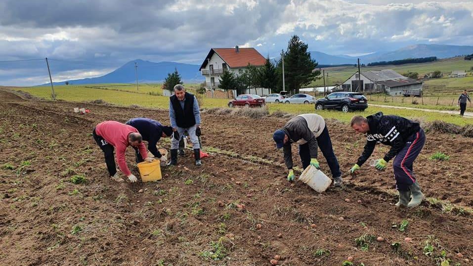 Imami na Kupresu na vakufskoj parceli ubrali više tona krompira za potrebe medrese u Travniku