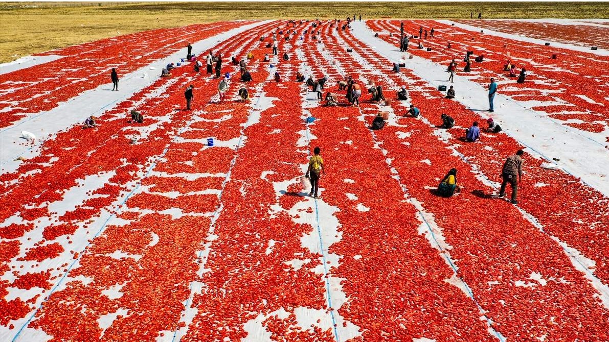 Turska: Sezona sušenja paradajza na suncu u crveno obojila polja u Diyarbakiru