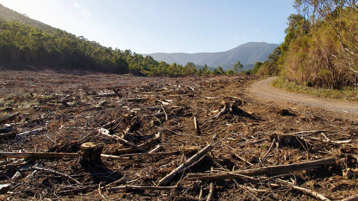 COP26: Više od 100 svjetskih lidera za zaustavljanje krčenja šuma