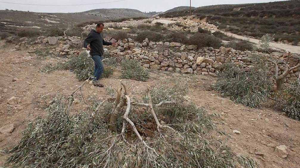 Jevrejski doseljenici uništili palestinske maslinjake na okupiranoj Zapadnoj obali