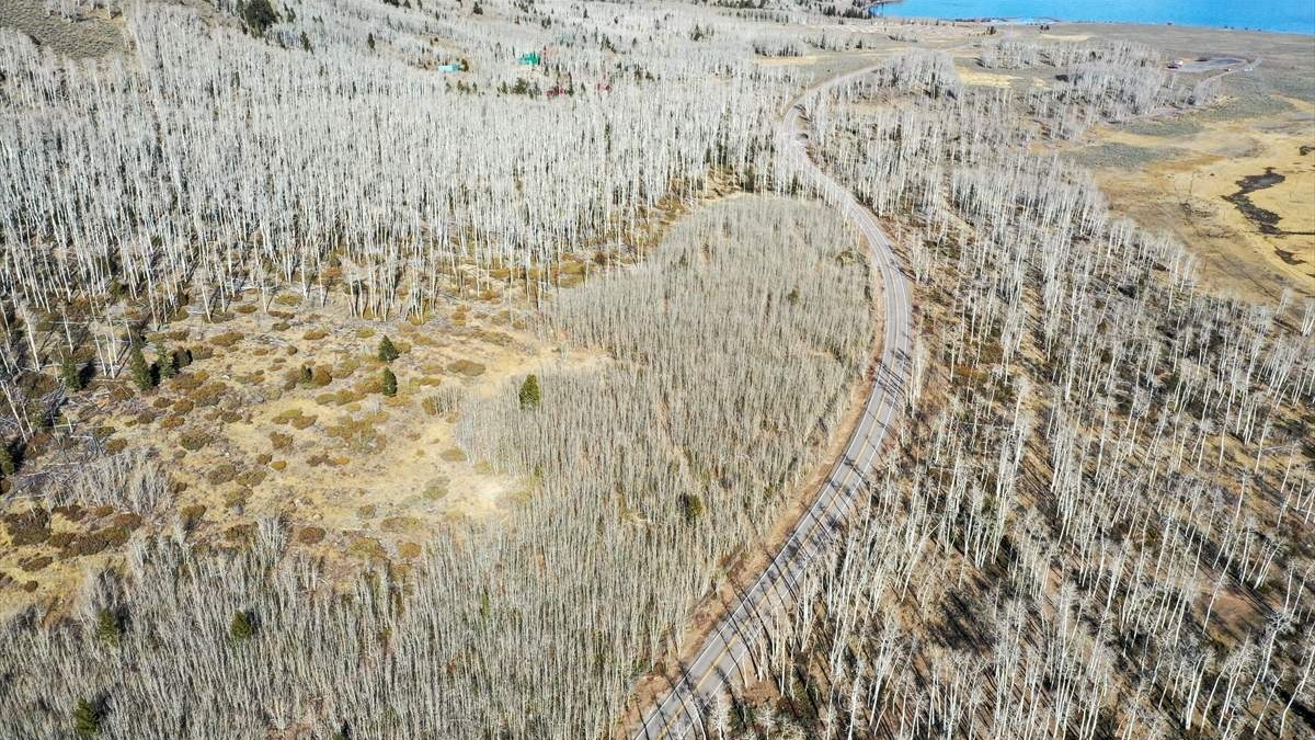 Jedan od najstarijih živih organizama na svijetu: Pando, u SAD-u, star oko 80.000 godina