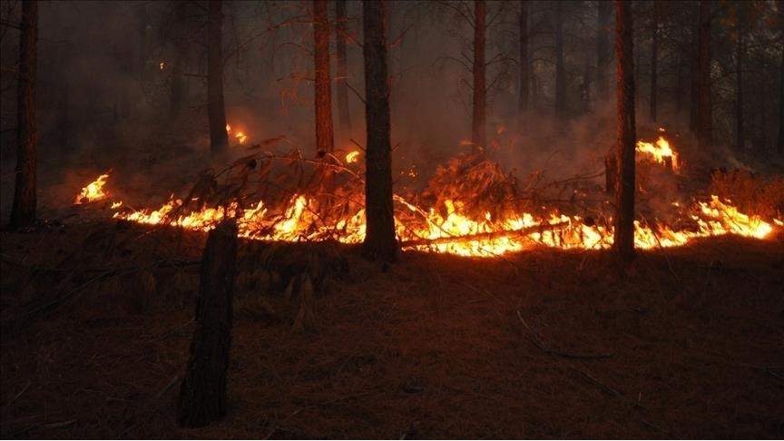 Požar u okolini Trebinja ostavio pustoš na velikom području