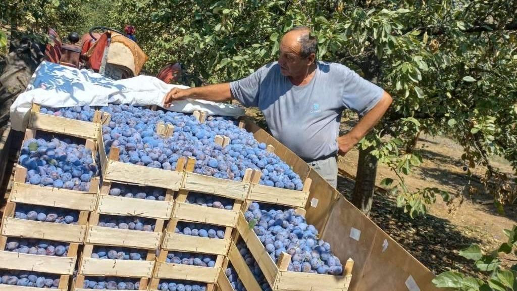 U Gradačcu se berba šljive privodi kraju, prinosi zadovoljavajući, nedostaje radne snage