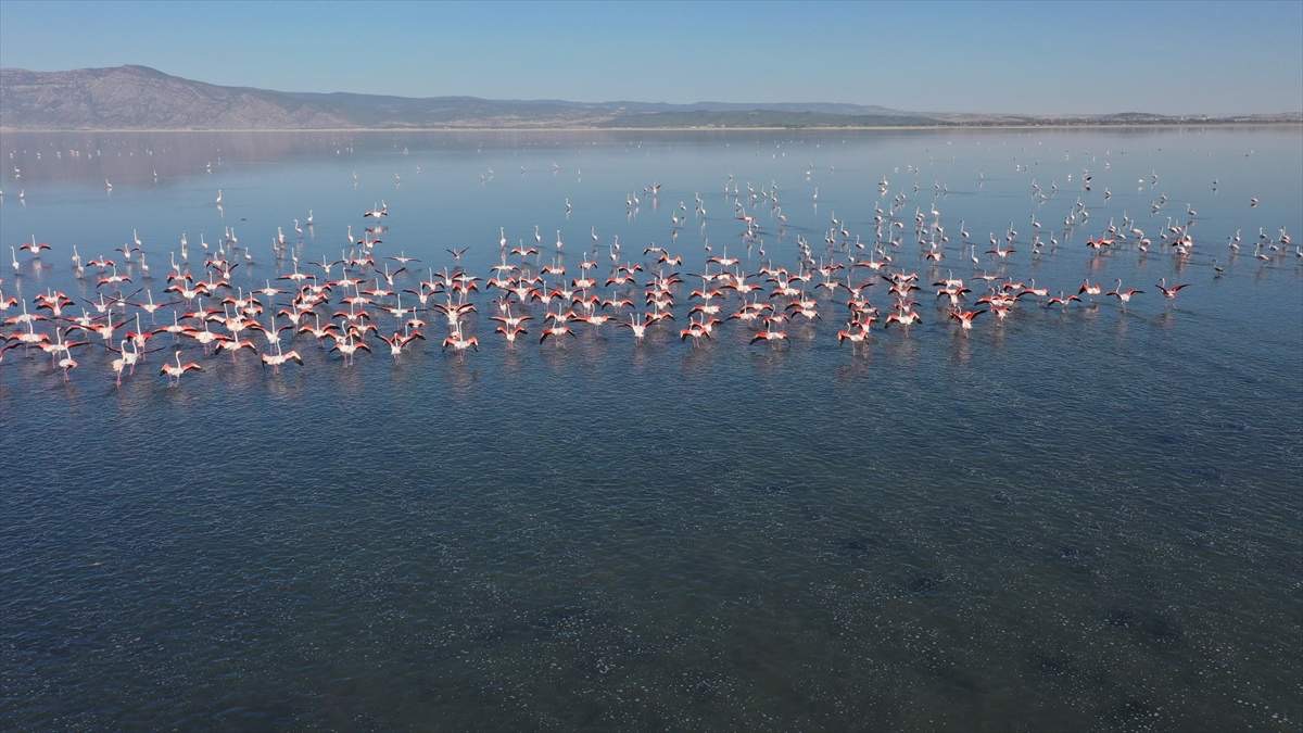 Turska močvara Acigol: Flamingosi posebna atrakcija posjetilaca