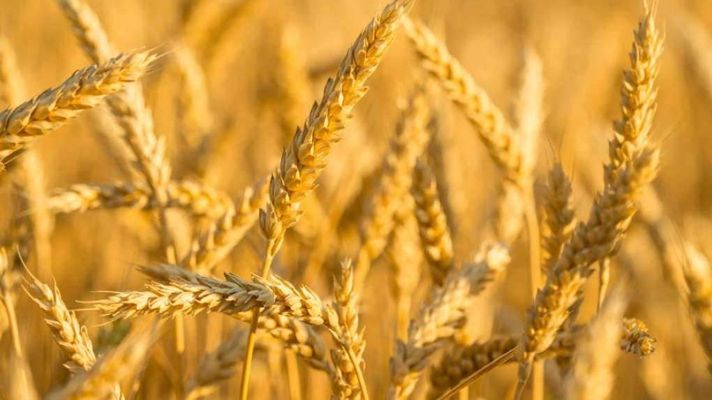 FAO: Cijene hrane u aprilu na najvišem nivou u dvije godine
