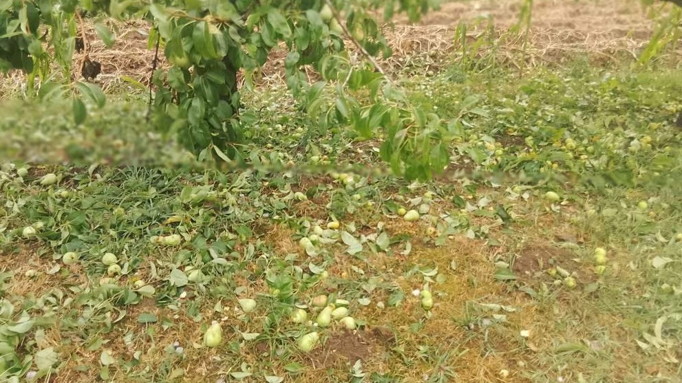 Snažno nevrijeme u Brčkom, grad veličine oraha oštetio krovove, vozila i poljoprivredne usjeve