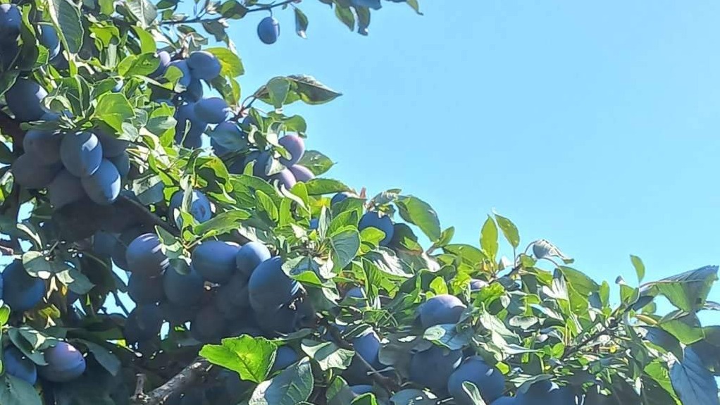 U Gradačcu danas otvaranje 52. Sajma šljive