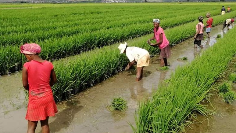FAO Indeks cijena hrane pao u oktobru, svjetske zalihe žitarica na putu da dostignu rekordni nivo