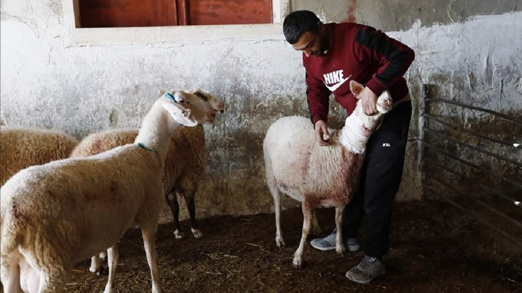 Ilegalni izraelski doseljenici napali farmu ovaca na Zapadnoj obali, ukrali 150 grla