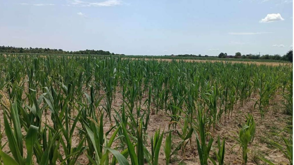 U 2025. u FBiH smanjena proizvodnja kukuruza, krompira, duhana, jabuka i šljiva