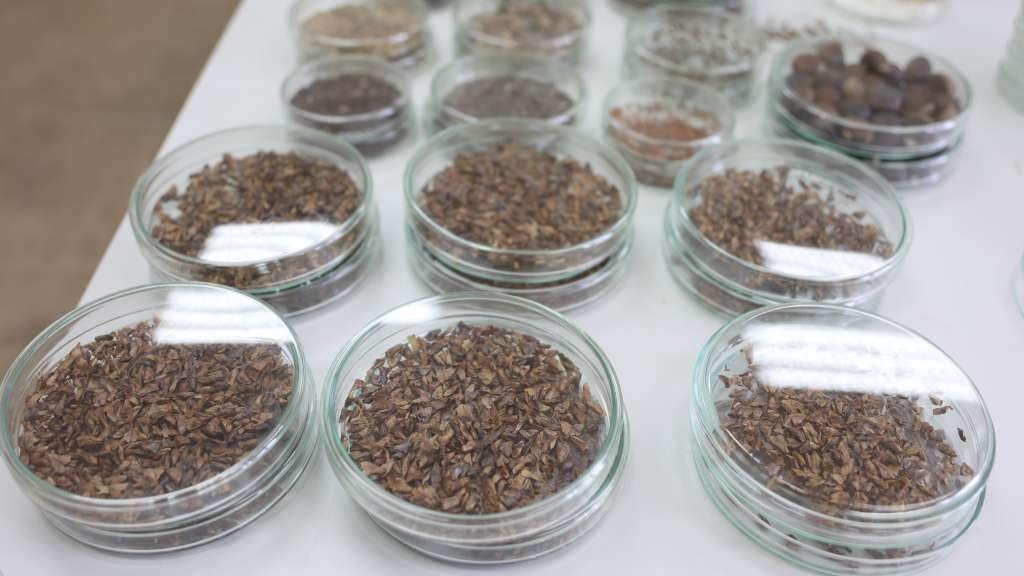 Sarajevski Šumarski fakultet u evropskom projektu FruitDiv o potencijalu divljih voćaka