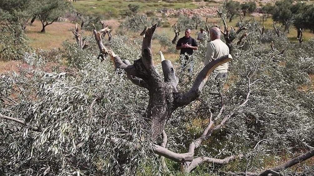 Izraelska vojska i ilegalni doseljenici posjekli stotine stabala masline i ukrali stoku od Palestinaca na okupiranoj Zapadnoj obali