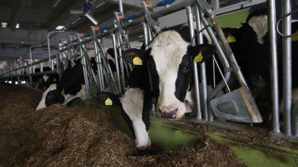 Poljoprivrednici u FBiH traže zabranu uvoza mlijeka