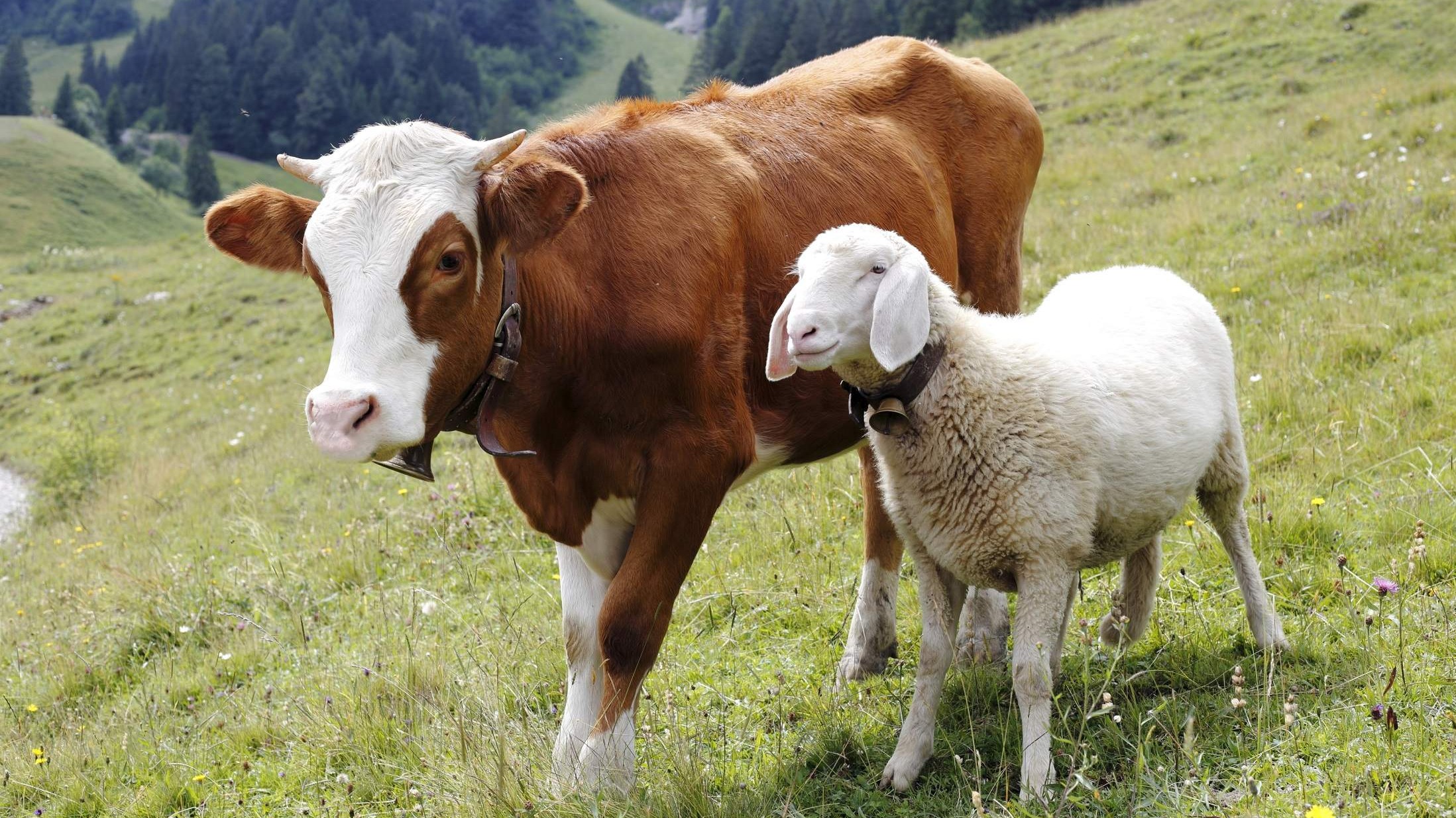 Kurban: simbol žrtve ili izgubljene suštine?